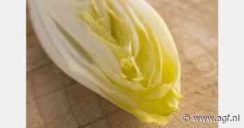 "Toekomst Vlaamse witloofteelt gegarandeerd, vraag veel minder"