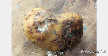 Duizend ton aardappelen uit Pavlodar rotten weg