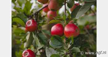 "Oogst Rockit appelen goed en consistent"