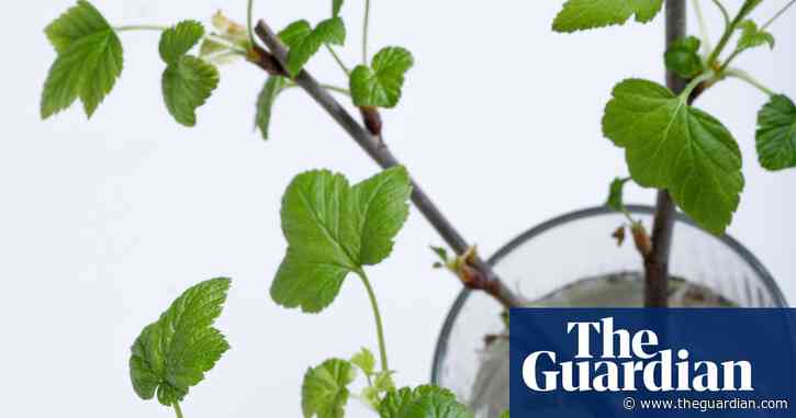 The start of something new: how to propagate fruit bushes from cuttings