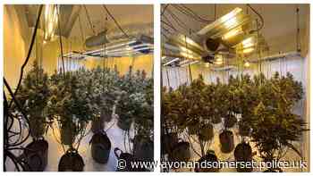Hundreds of cannabis plants seized in Filton, South Gloucestershire