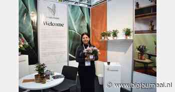 Plantenbakken van bananenblad op de Nederlandse markt