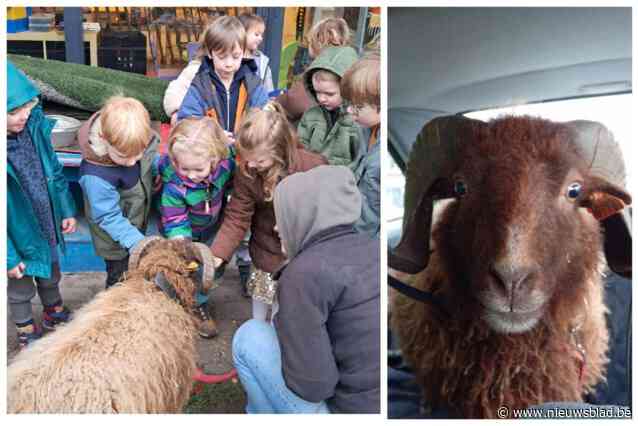 Schaap brengt bezoekje aan De Levensboom vanop achterbank auto