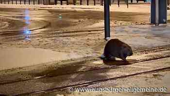 Wurde Augsburgs berühmtester Biber überfahren?