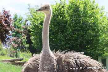 Wendy na vijf jaar herenigd met struisvogel Sparkles, die ze met de hand grootbracht: “Weet niet of ze me herkende, maar ze was lief”