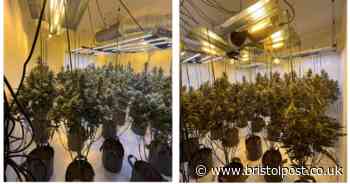 Huge weed farm found in house in Bristol after locals report tell-tale signs