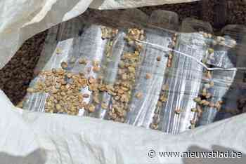 815 kilogram cocaïne bestemd voor Antwerpen onderschept in lading koffie