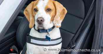 Drivers warned having a dog in your car could result in £5,000 fines