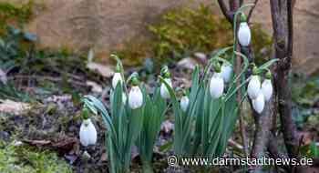 Der Frühling klopft an – Wintermüde haben Grund zur Hoffnung