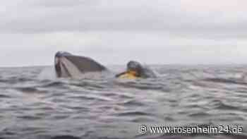 „Spürte etwas Schleimiges“: Buckelwal verschluckt Kajakfahrer und spuckt ihn wieder aus