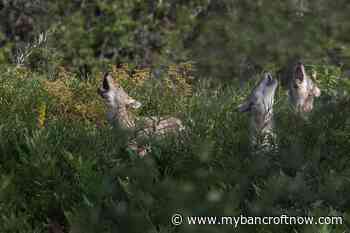Mating season for wolves/coyotes means more visible