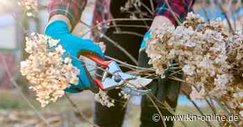 Hortensien schneiden: So gelingt der perfekte Rückschnitt für prächtige Blüten