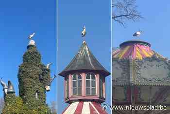 Meer wilde ooievaars overwinteren in pretpark en schuwen de attracties niet: “Wij zien het graag gebeuren”