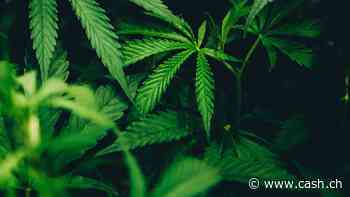 Nationalratskommission will Cannabis legalisieren