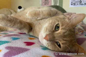 Adoptable Pet of the Week: Ham