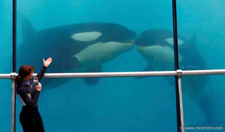 "Enceinte ou malade?": One Voice écrit au ministère pour alerter sur la prise de poids de l'une des orques de Marineland, un rassemblement prévu samedi devant le parc