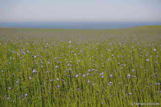 Neue Plattform unterstützt Beschaffung von Flachsleinen und Hanf in Europa