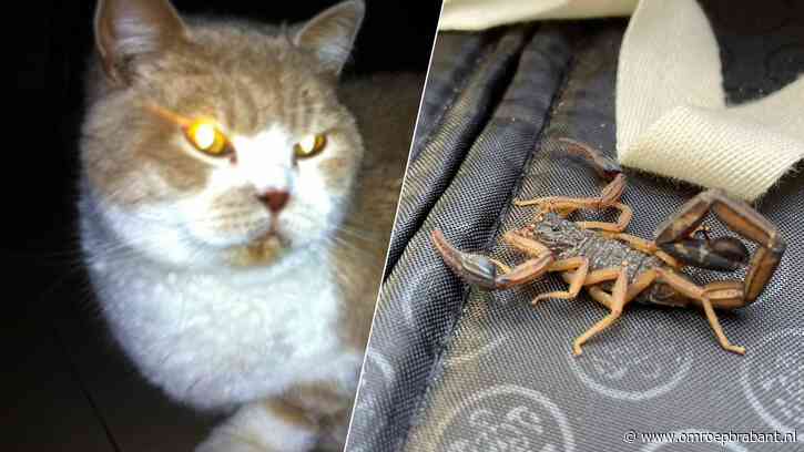 Van huiskat tot schorpioen, deze dieren gingen op pad