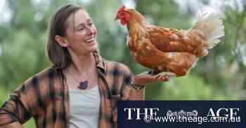 It’s no yolk: you can train chickens, says seasoned animal trainer