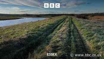 Quad bikes damage Essex nature reserve