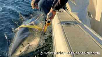 Forschungsteam meldet großen Erfolg: Vier Meter langer weißer Hai gefasst – „wahrer Ozeanriese“