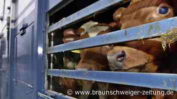 Qualvoll verendet: Özdemir zieht Konsequenz aus Tod von Rindern