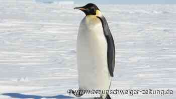 Roboter enthüllt das geheime Leben der Kaiserpinguine