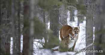 Alberta wildlife advocates outraged over reports female cougar with kittens killed