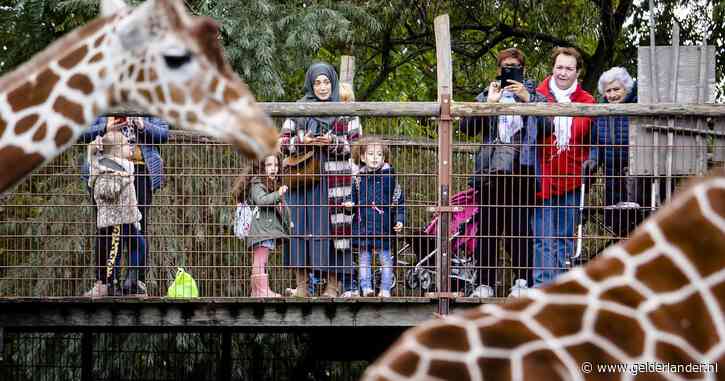 In Blijdorp vragen ze zich af of dieren gelukkig zijn: ‘Aan mannetje zie je dat hij speelkameraadje mist’