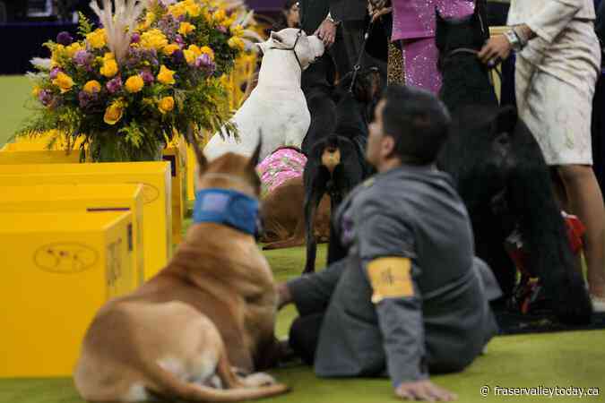 Monty the giant schnauzer wins Westminster dog show