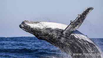 Im Maul des Meeresriesen: Kajakfahrer wird verschluckt – und überlebt