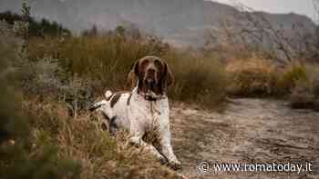 Pointer Inglese: scopriamo di più sul cane affettuoso e dinamico