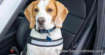 Drivers warned having a dog in your car could result in &pound;5,000 fines