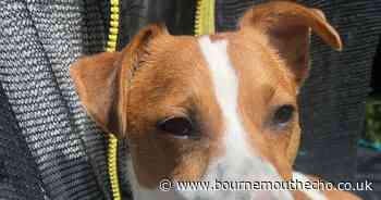 Dog killed in crash - prompting vile 'keyboard warriors'