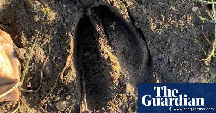 Country diary: My daughter says she’s seen a fawn – has she? | Kate Blincoe