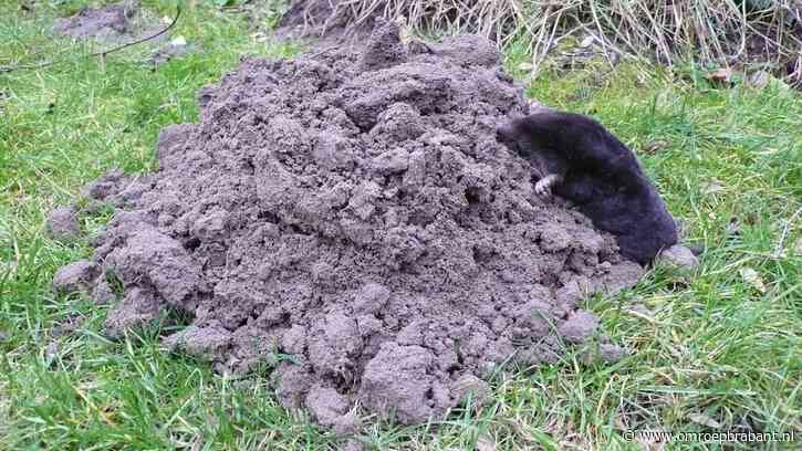 Waarom zijn er zoveel molshopen? Boswachter Frans heeft het antwoord