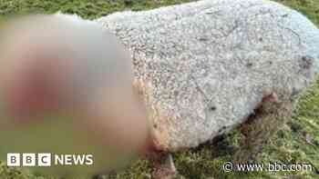 Pet sheep dies and another injured after attack