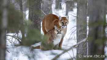 Province investigating report 2 young cougars may have been orphaned by hunters near Canmore