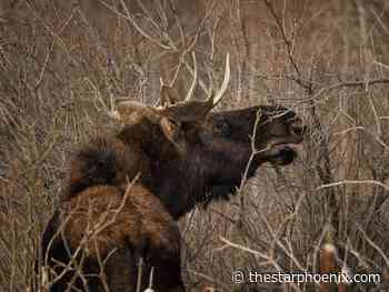 Cuthand: Storytelling important in Sask. Indigenous teachings, traditions in winter