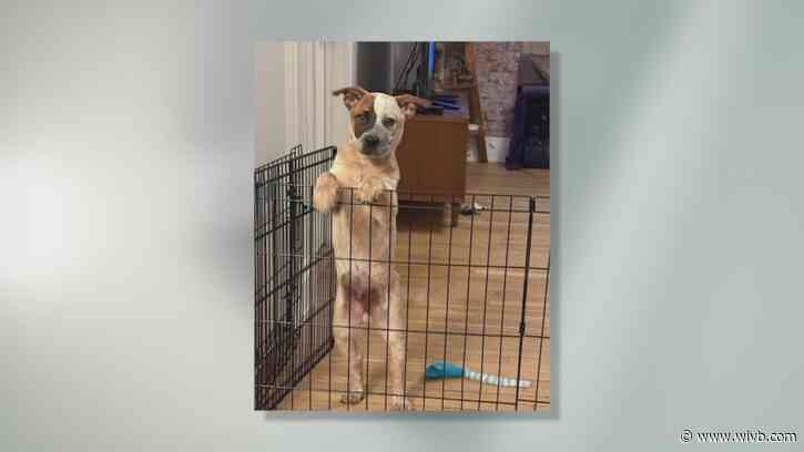 5-month-old Chris is energetic and needs a forever home