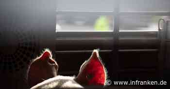 Özdemir will Tiere bei weiten Transporten besser schützen