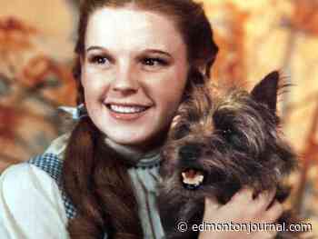 Three to See Edmonton Events: Arts District Family Day, 4B fundraiser and Lynch time