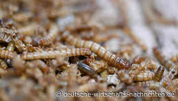 Insekten im Essen: EU erlaubt UV-Behandlung für Insektenpulver in Lebensmitteln