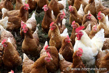 Trump's drive to reshape government threatens bird flu response