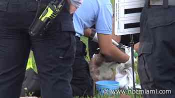 Crews give dog oxygen after home catches on fire in Miami-Dade; no injuries reported