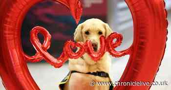 Retired guide dogs visit Eldon Square to help recruit vital charity volunteers including puppy raisers