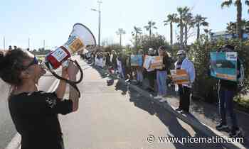 "Après l’Espagne, elles iront en Chine": One Voice s'est mobilisée ce samedi devant Marineland pour dénoncer un éventuel transfert des orques