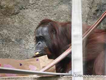 Photo Gallery: Valentine’s Day enrichment at the Toledo Zoo