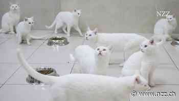 Proteinreiches Hundefutter und ein intelligentes Katzenklo – wie Nestlé aus der Vermenschlichung von Haustieren ein Milliardengeschäft macht