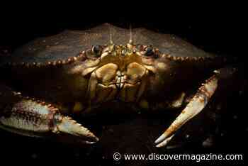 Vulnerability Increases for Crab, Squid, and Other Marine Species in California Waters